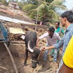 लाळ खुरकुत रोग प्रतिबंधक लसीकरण कार्यक्रमास सुरुवात