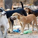 मृत प्राण्यांच्या दहनासाठी पिंपरी-चिंचवड महापालिका आकारणार १ हजार रुपये; अगोदरच मृत प्राणी दहनाविषयी अनास्था असलेले नागरिक पैसे देणार का? प्रश्न उपस्थित. 