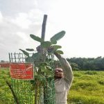 मराठावाडा जनविकास संघातर्फे लावलेल्या झाडांची जोमदार वाढ; वृक्षमित्र अरुण पवार यांच्या माध्यमातुन केलेले संगोपन ठरले उपयुक्त